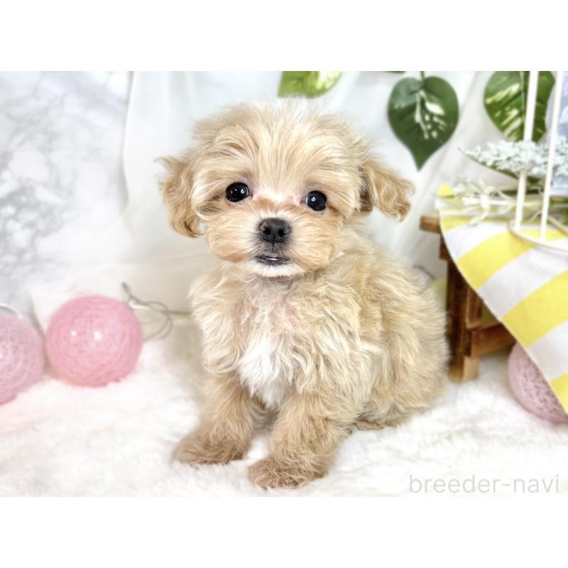 成約済の滋賀県のマルプー:マルチーズ×トイプードル-408985の2枚目